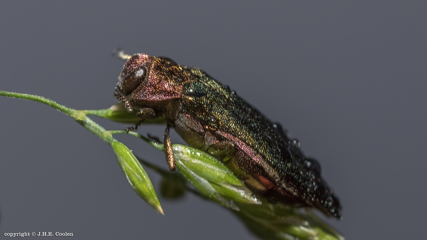 Welke soort kever is dit